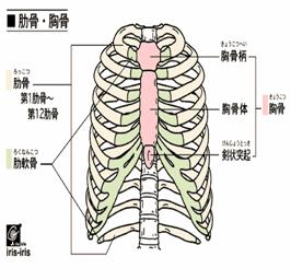 神経痛 チェック 肋間